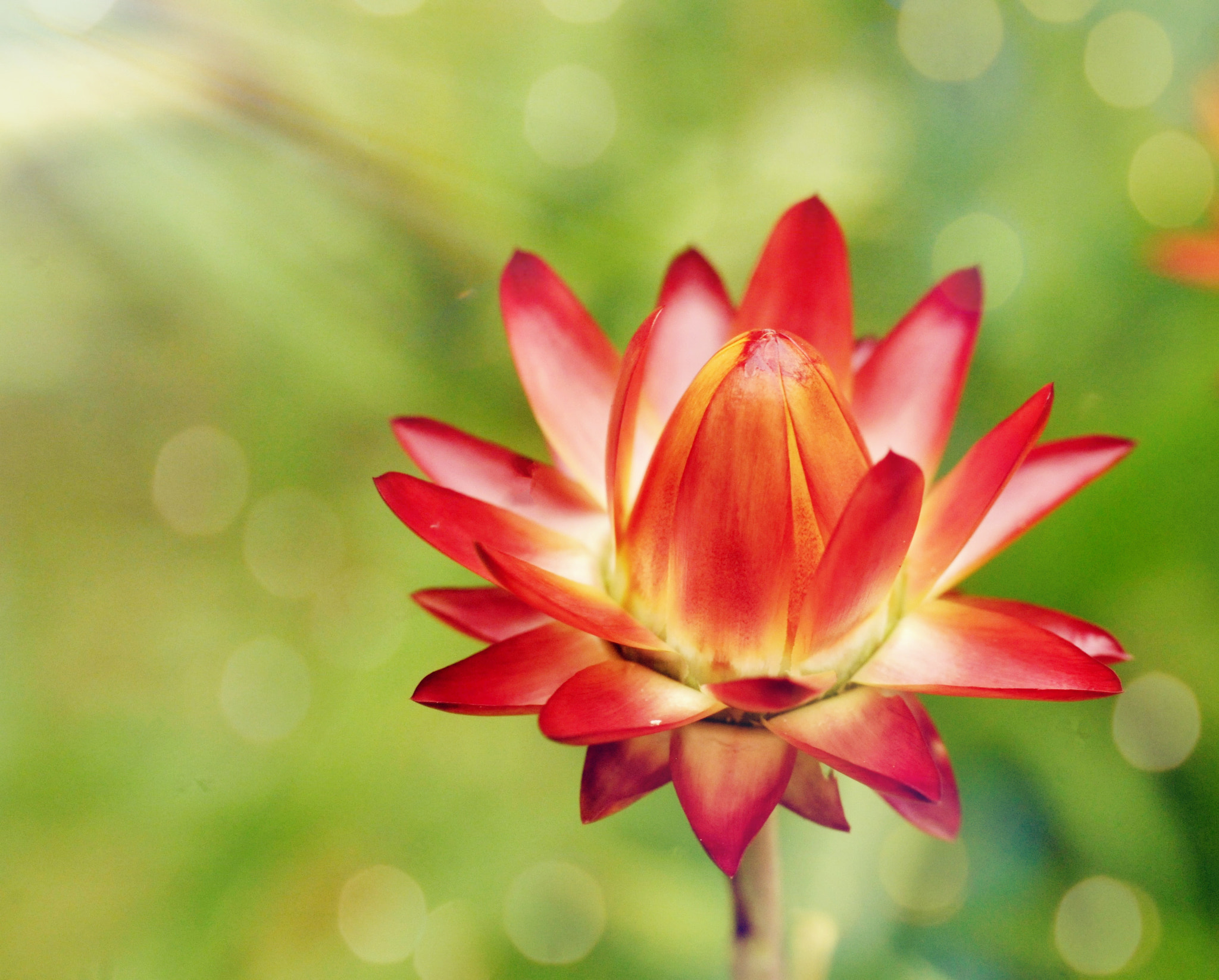 Nikon D300 + Nikon AF Nikkor 50mm F1.8D sample photo. Bud blooming photography