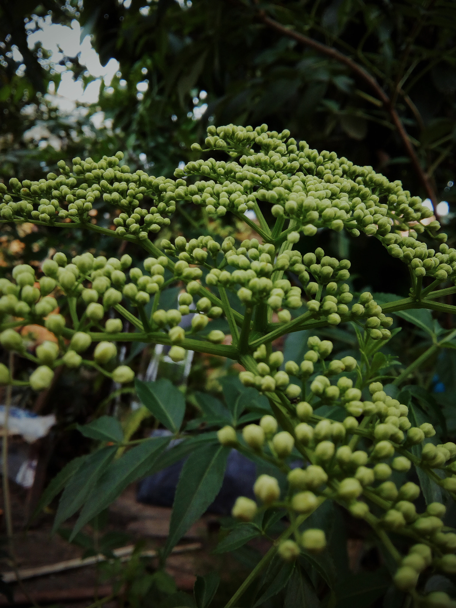Motorola Moto C Plus sample photo. Natural photography