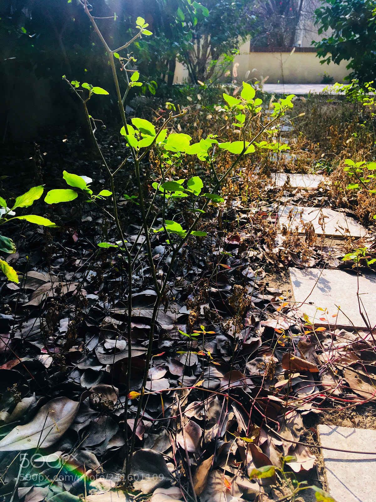 Apple iPhone SE sample photo. Acbab eac bcb babccab photography
