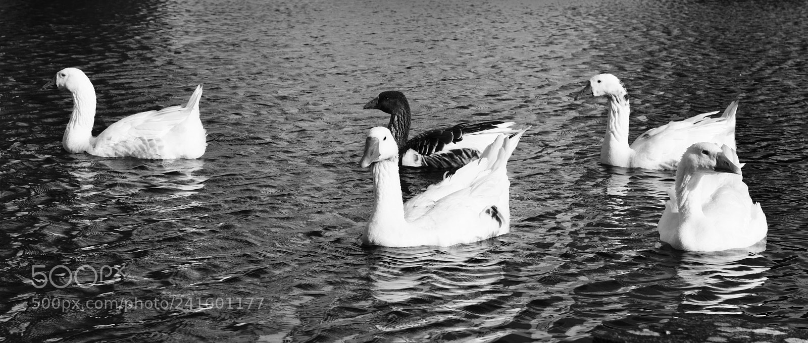 Nikon D800 sample photo. Bal des cygnes photography