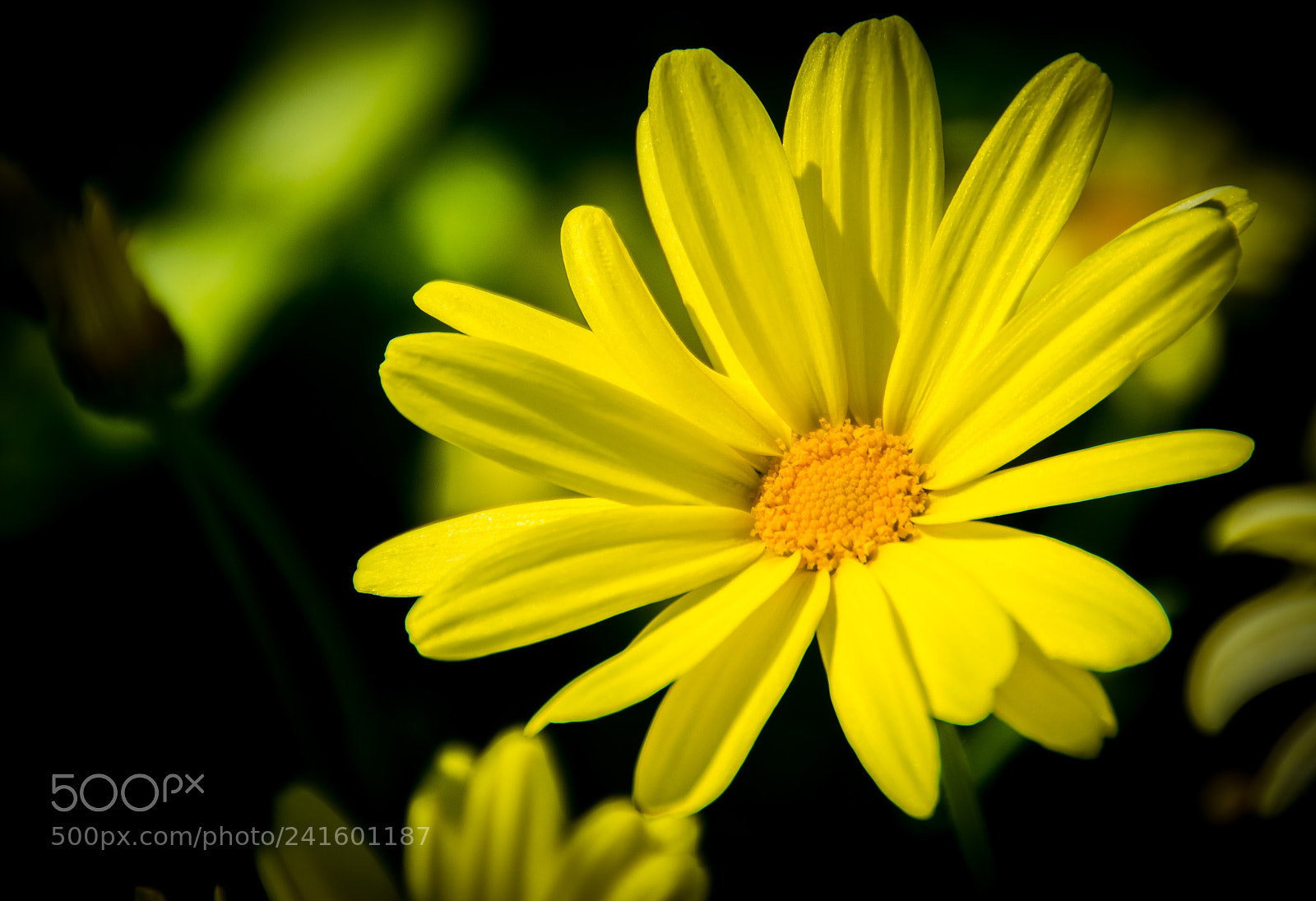 Nikon D3100 sample photo. A drop of sunshine photography