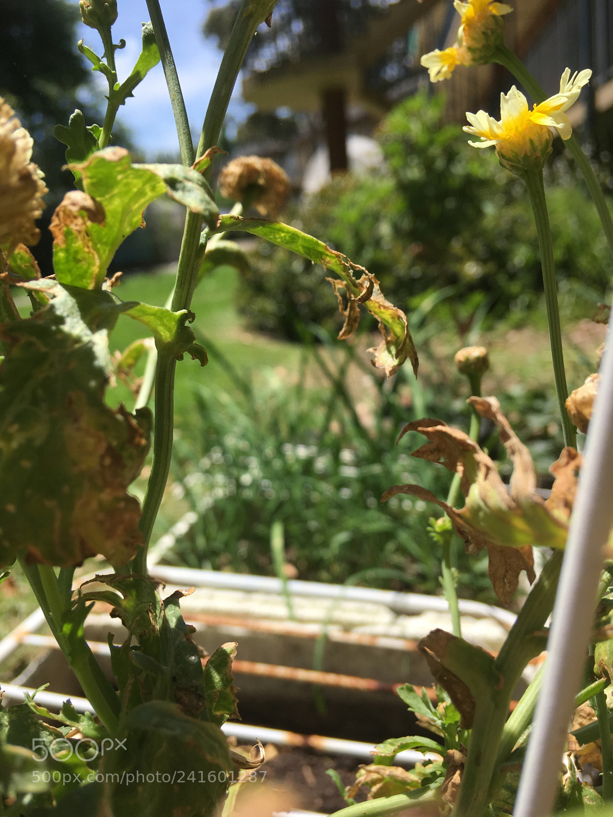 Apple iPhone SE sample photo. Ab caf edddaabb photography
