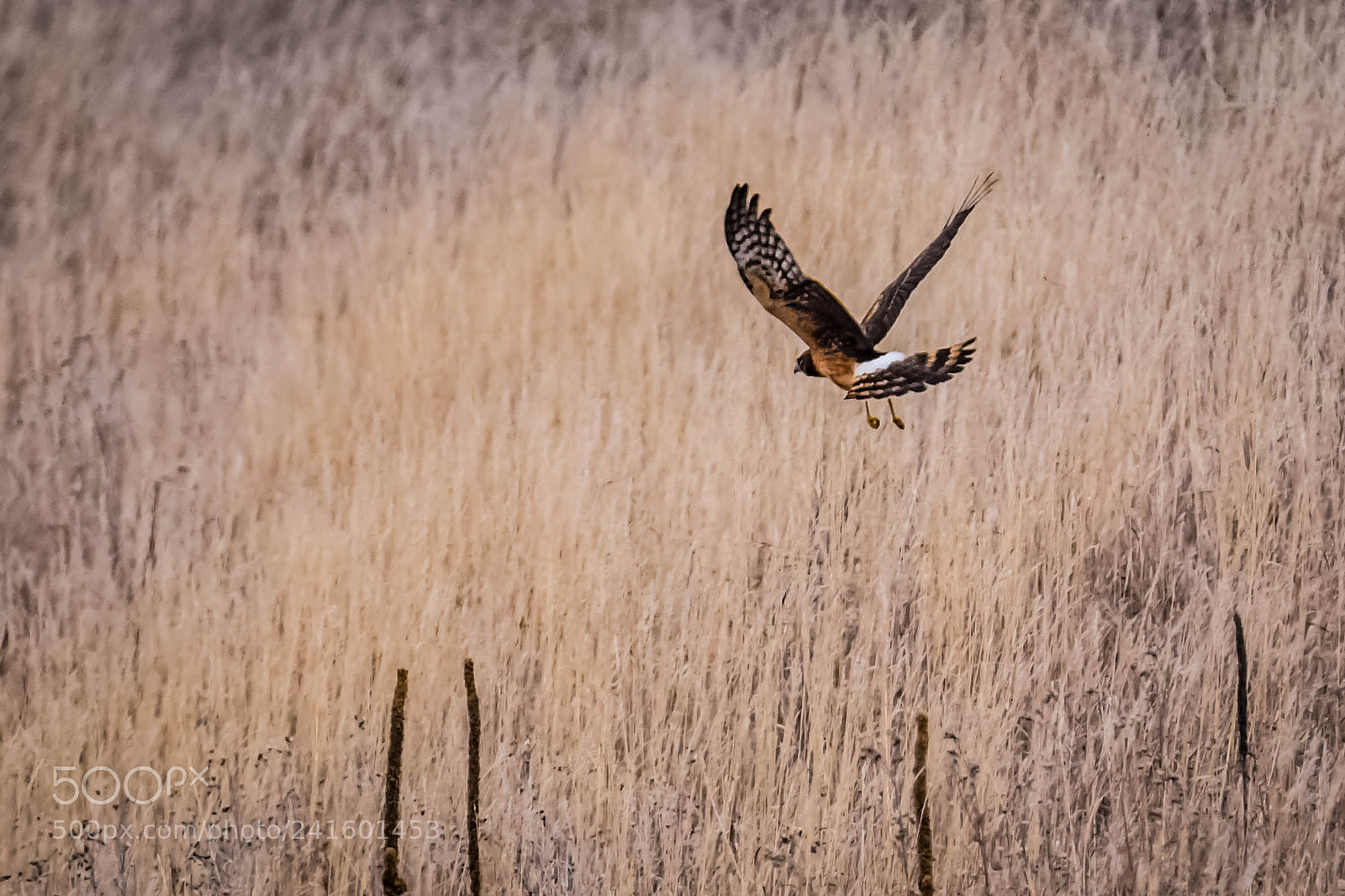 Nikon D7500 sample photo. Hunting hawk photography