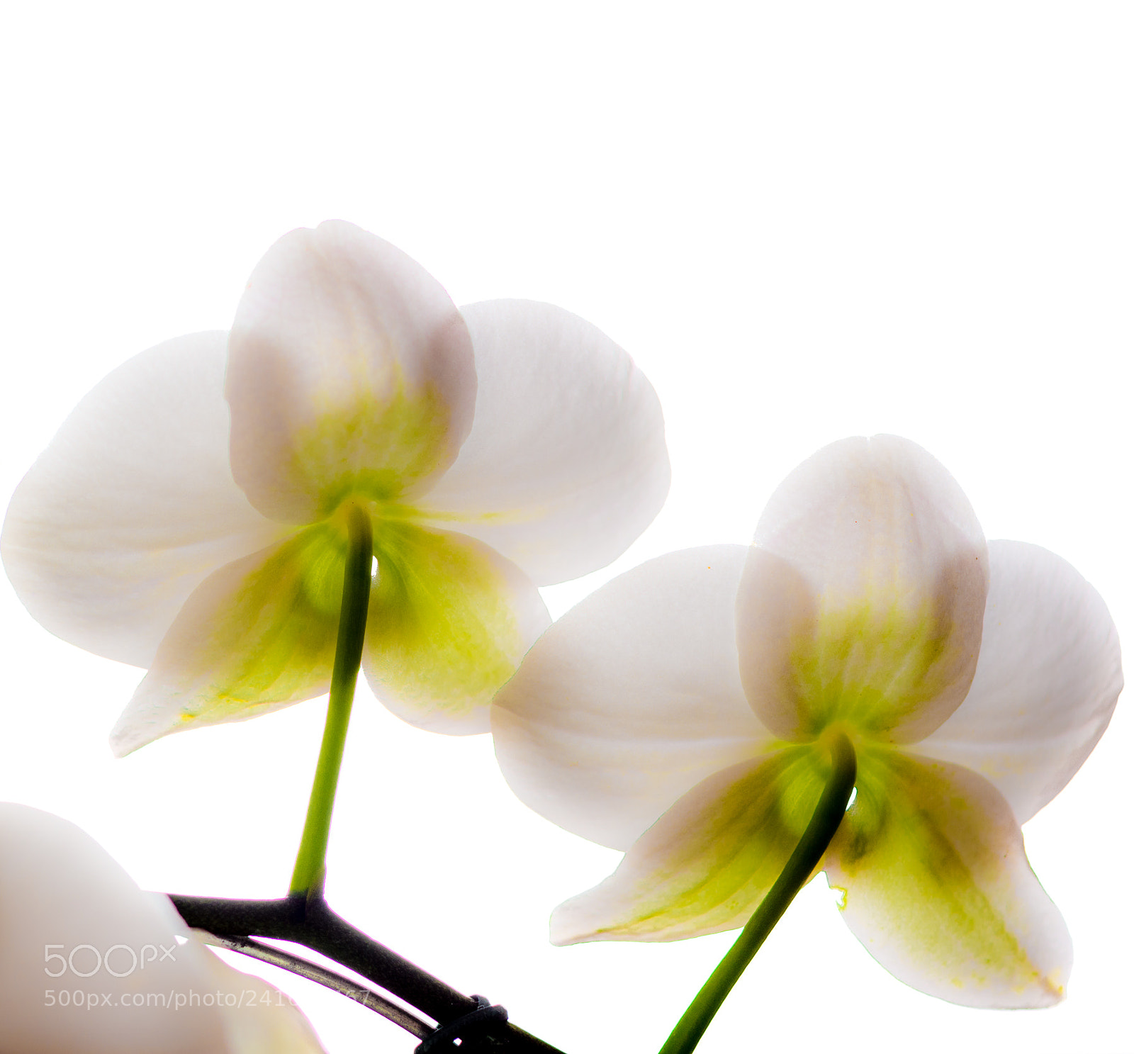 Nikon D7200 sample photo. Flor photography