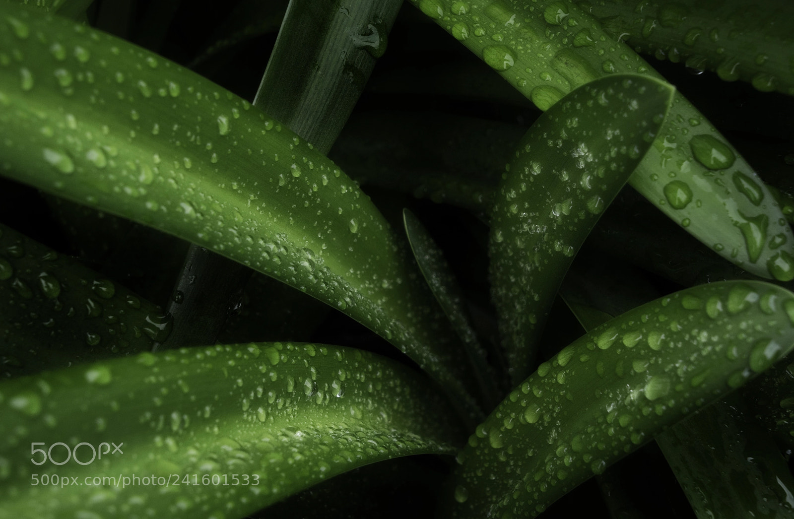 Sony a7 sample photo. Nautalis photography