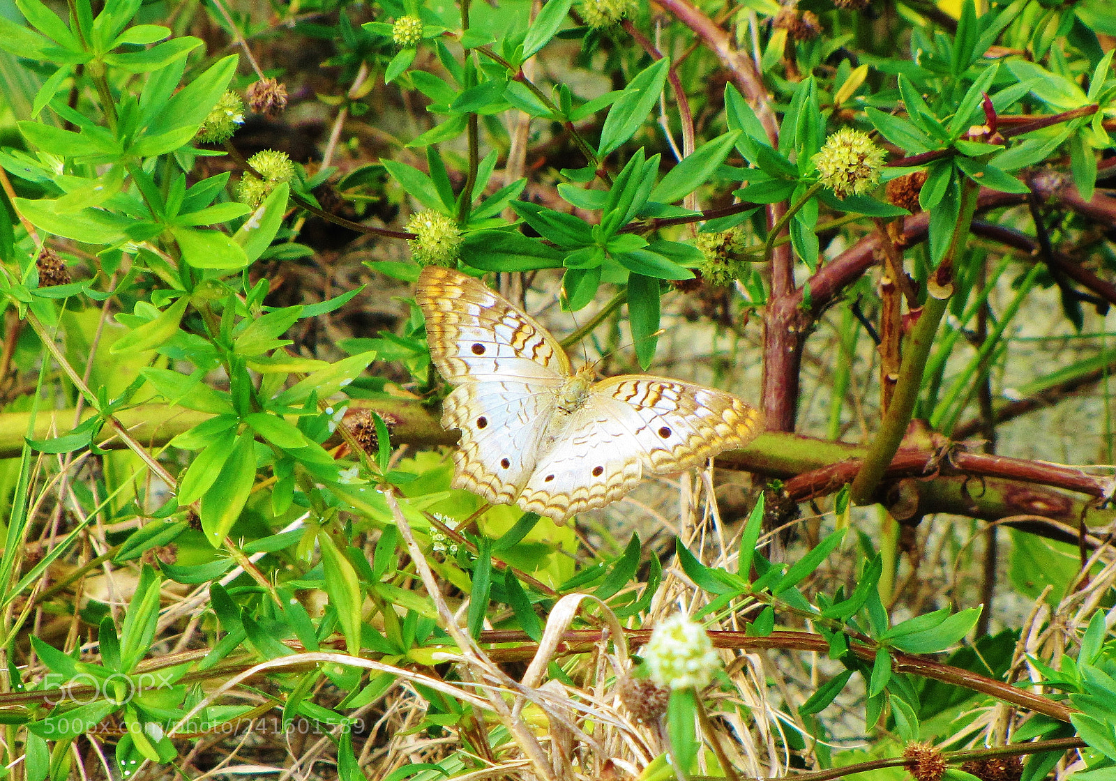 Canon PowerShot SX20 IS sample photo. Untitled photography