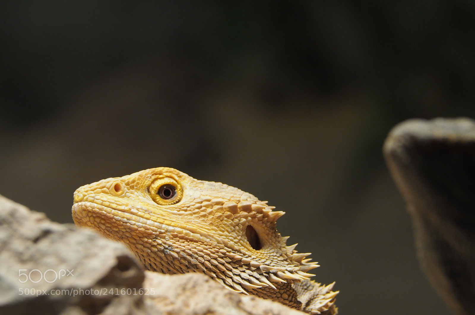 Olympus OM-D E-M10 II sample photo. Leguan photography