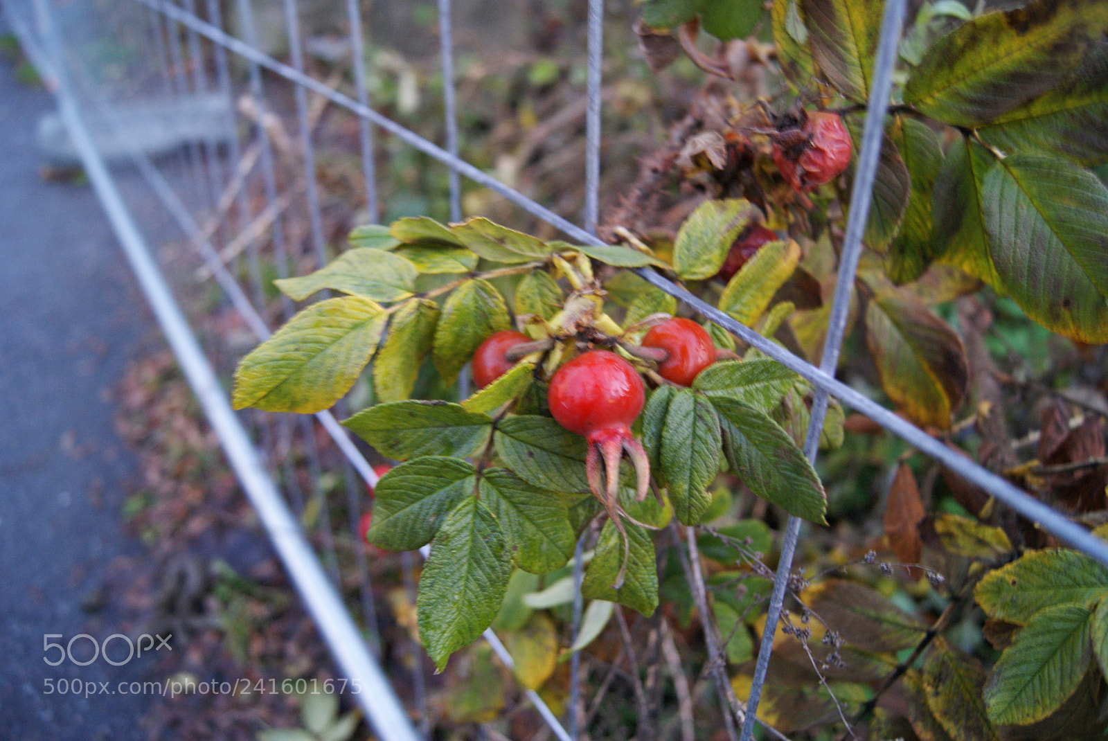 Sony Alpha DSLR-A230 sample photo. Escape photography