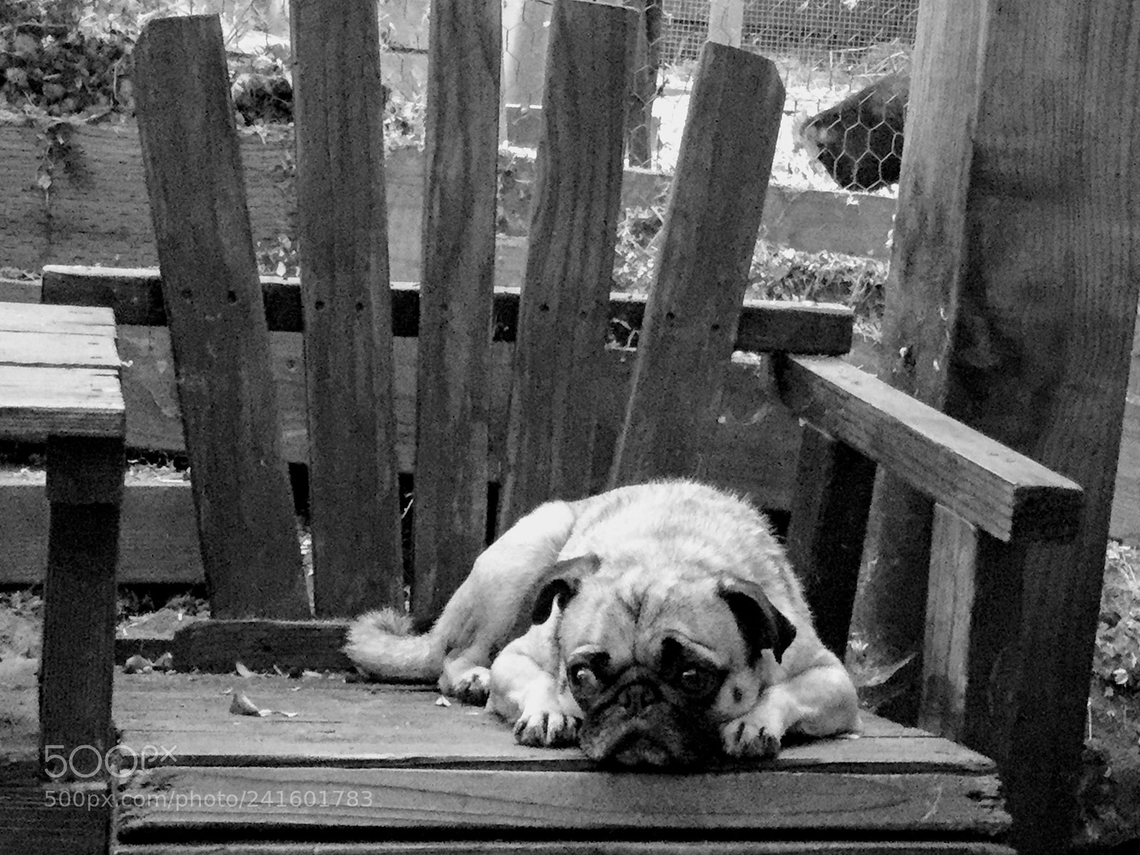 Apple iPad Air 2 sample photo. My pug on the photography