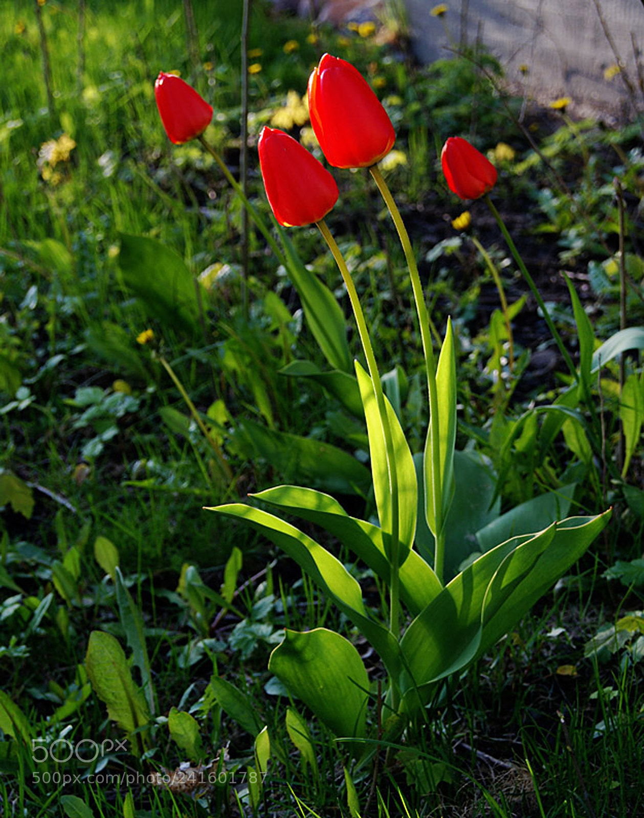 Sony Alpha DSLR-A230 sample photo. Like silk photography