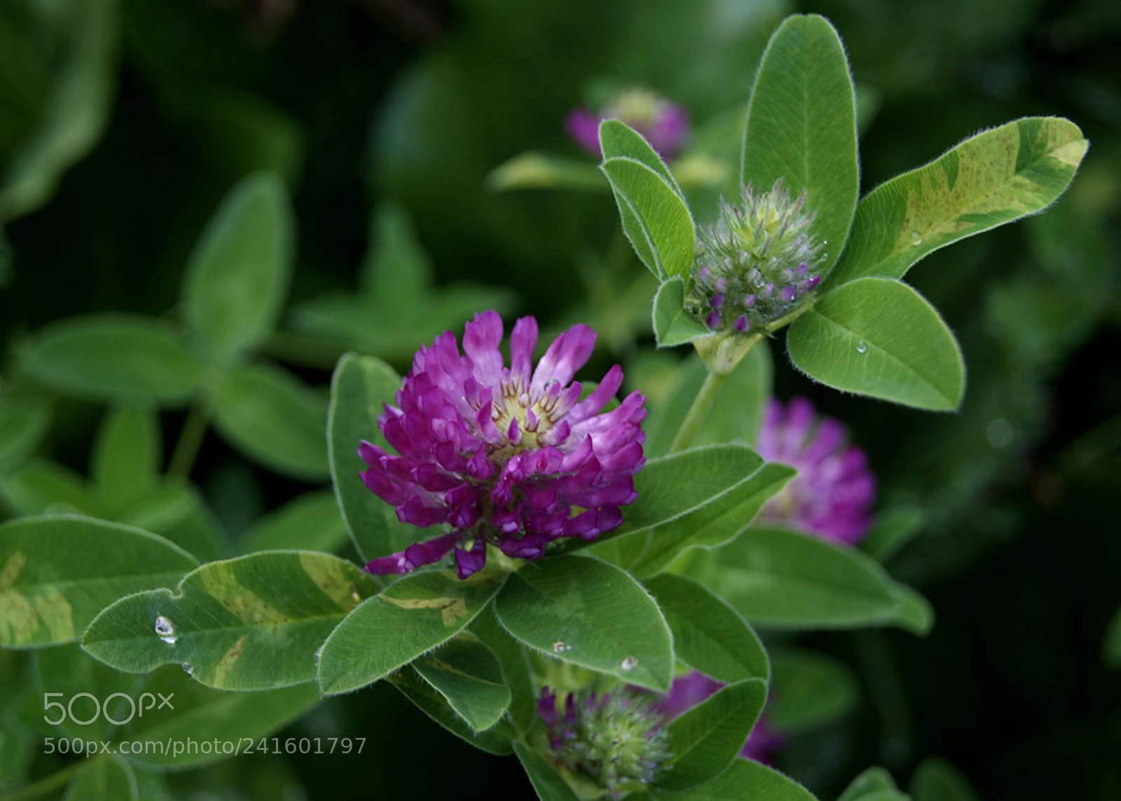 Sony Alpha DSLR-A230 sample photo. Purple is beautiful photography
