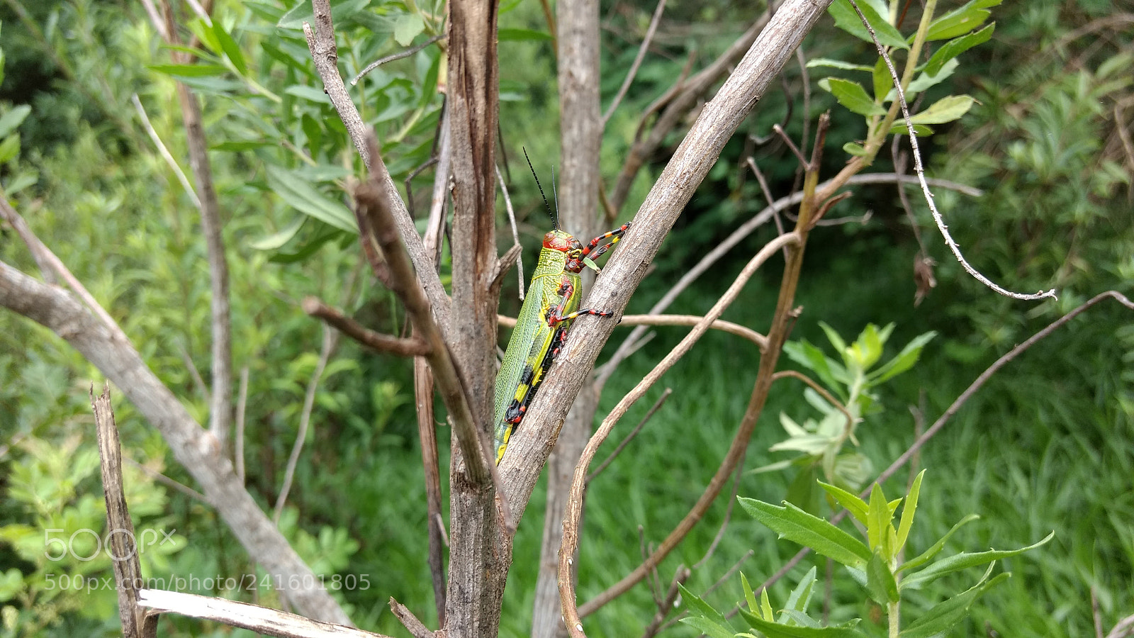 Motorola Moto G (4) sample photo. Grasshopper photography