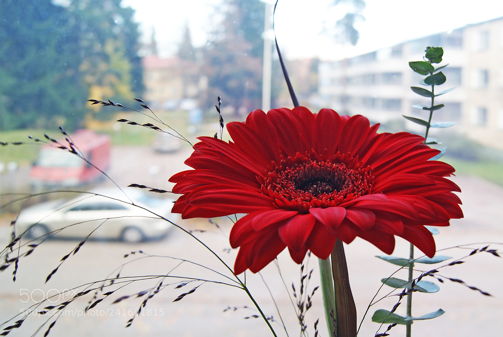Sony Alpha DSLR-A230 sample photo. Sweet gerbera photography