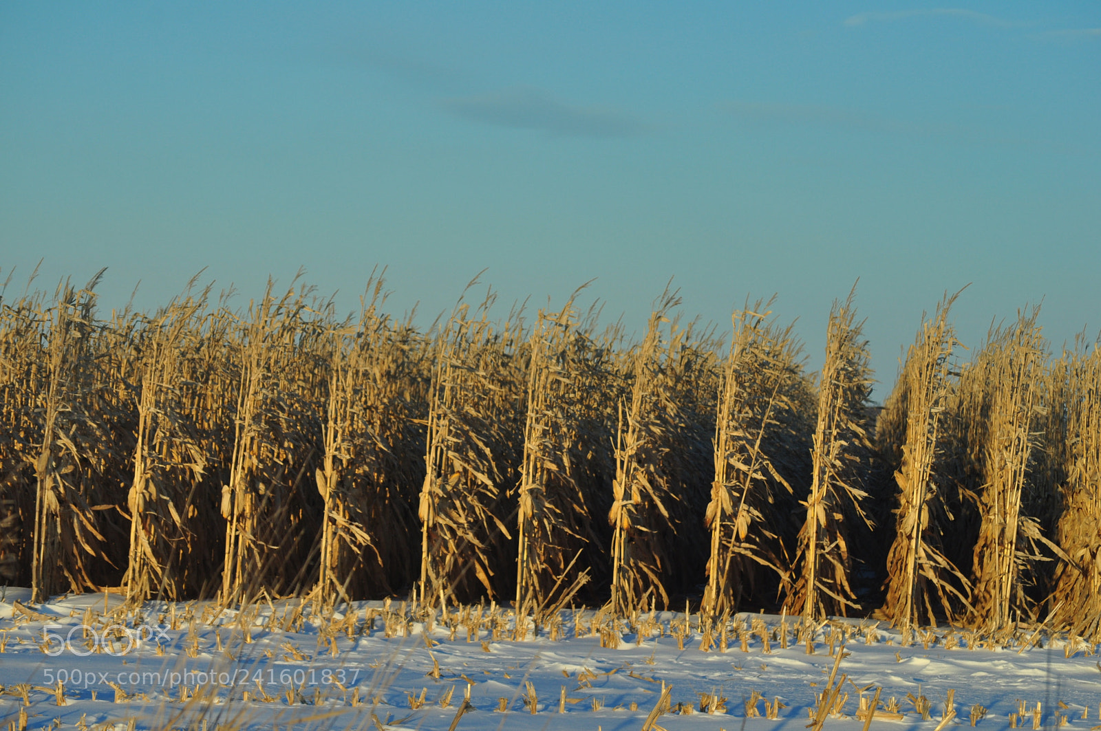 Nikon D5000 sample photo. Frozen corn army photography
