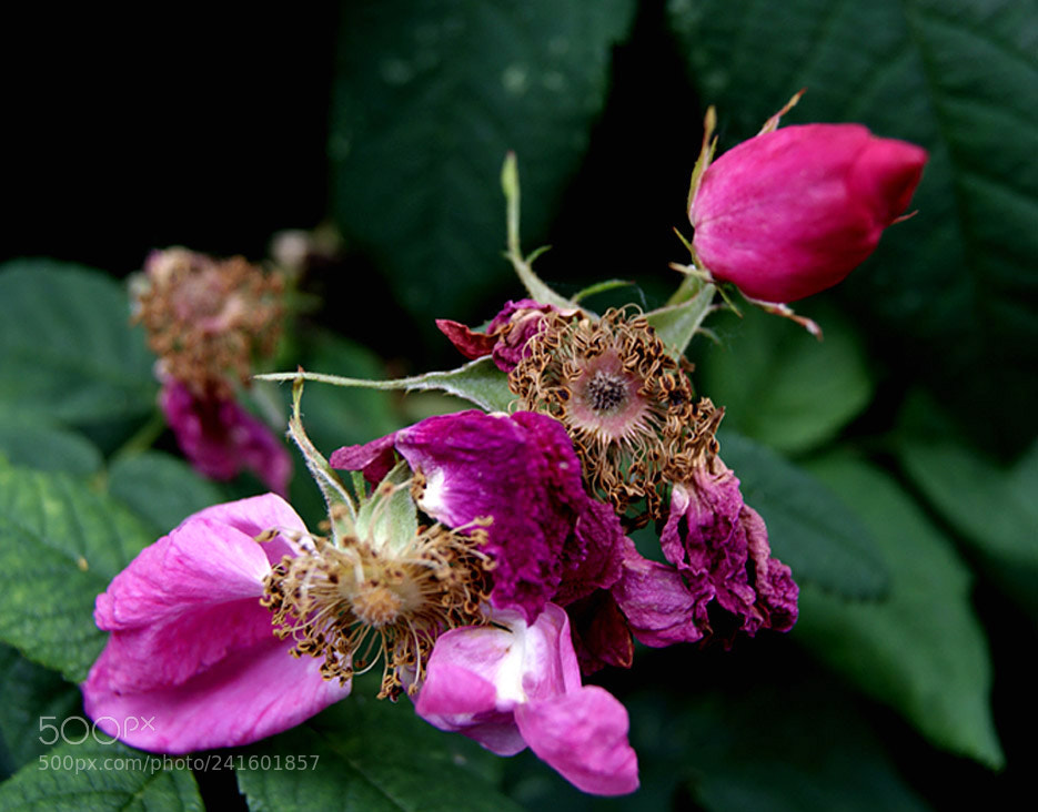 Sony Alpha DSLR-A230 sample photo. From rose bud to photography