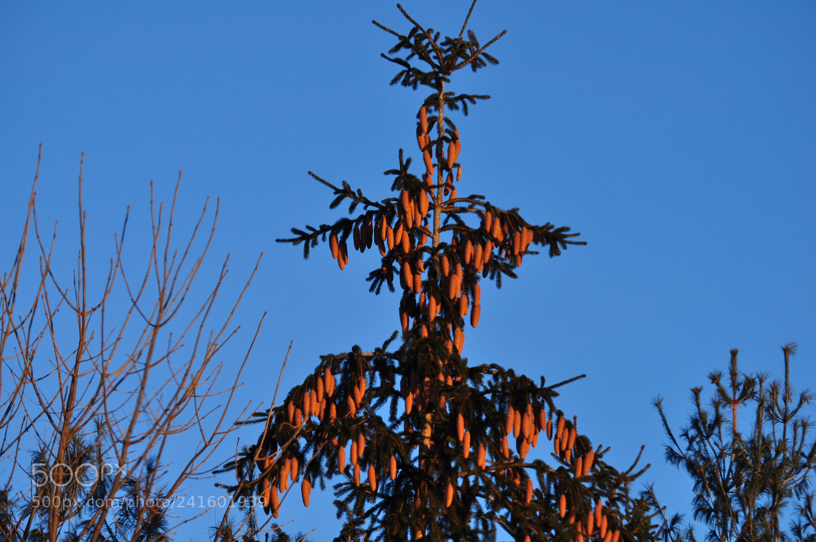 Nikon D5000 sample photo. Cone totem photography