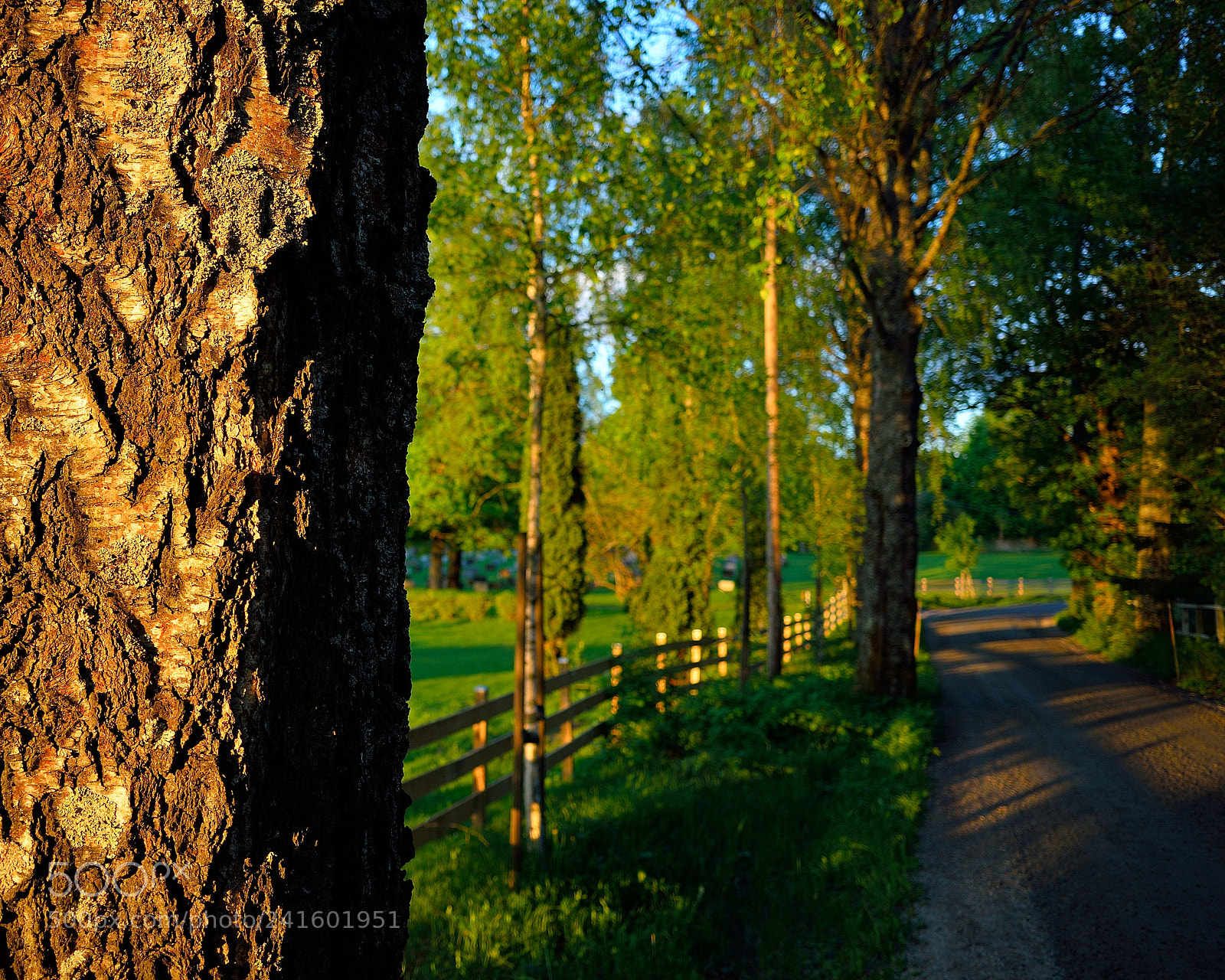 Nikon Coolpix A sample photo. Old dirt road photography