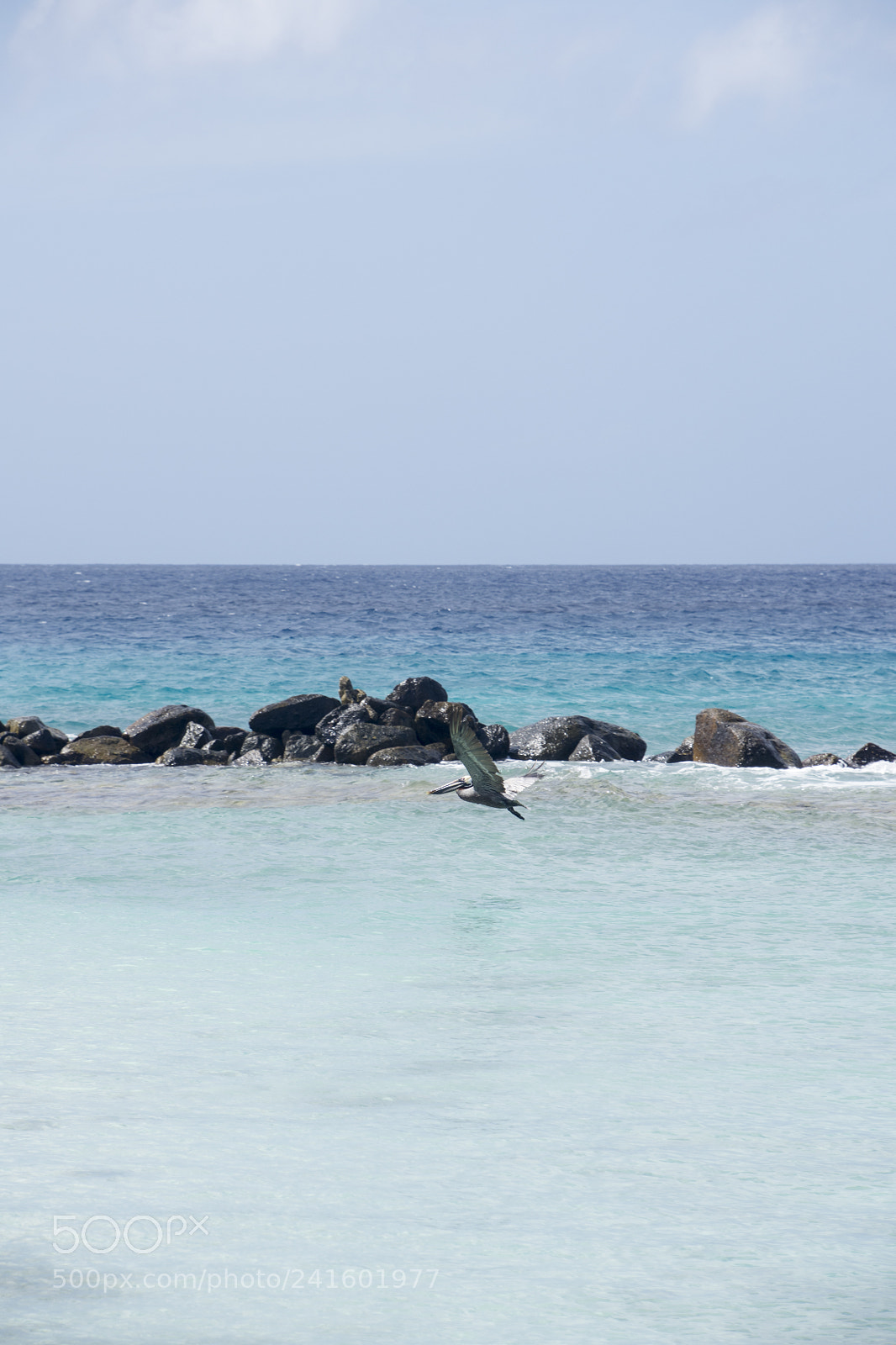 Nikon D7200 sample photo. Pelican is flying over photography
