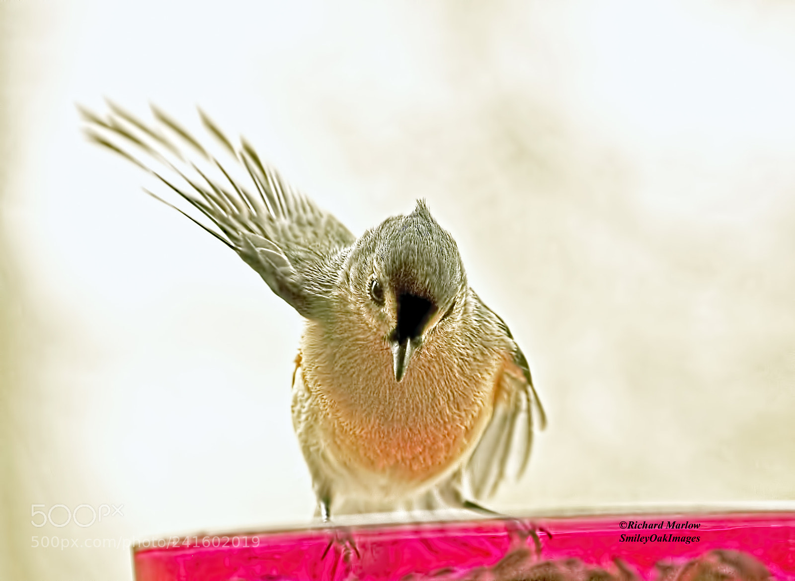 Nikon D5000 sample photo. Tufted titmouse photography