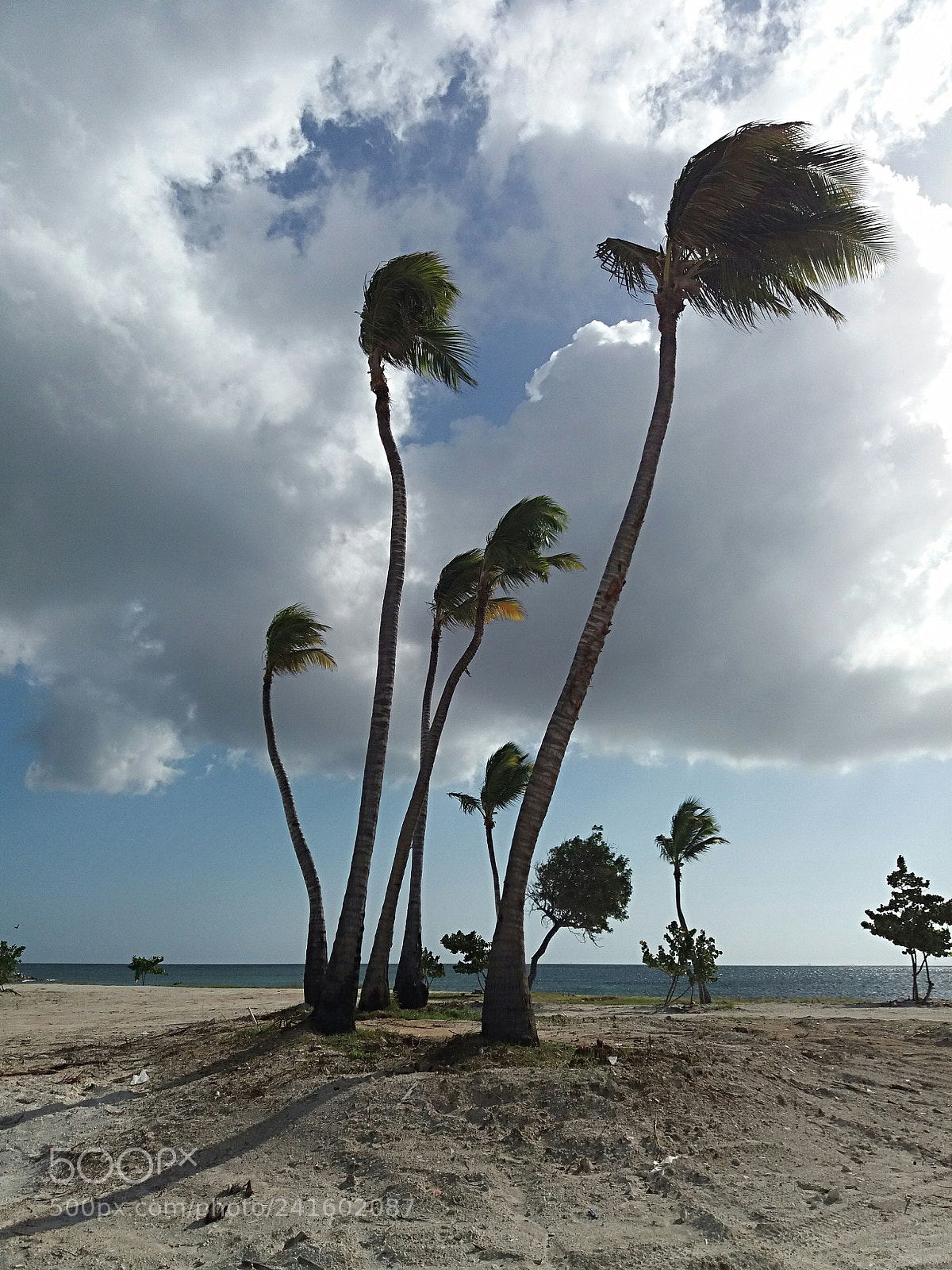Samsung Galaxy J5(2016) sample photo. Palms photography