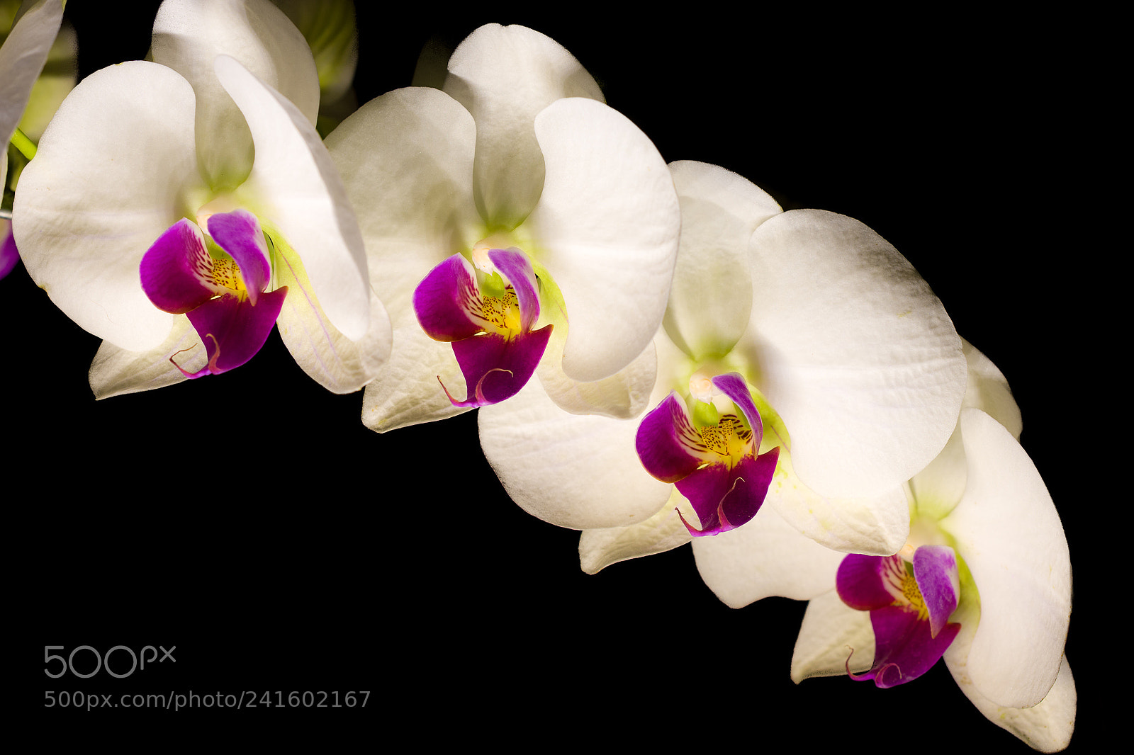 Nikon D7200 sample photo. Flor photography