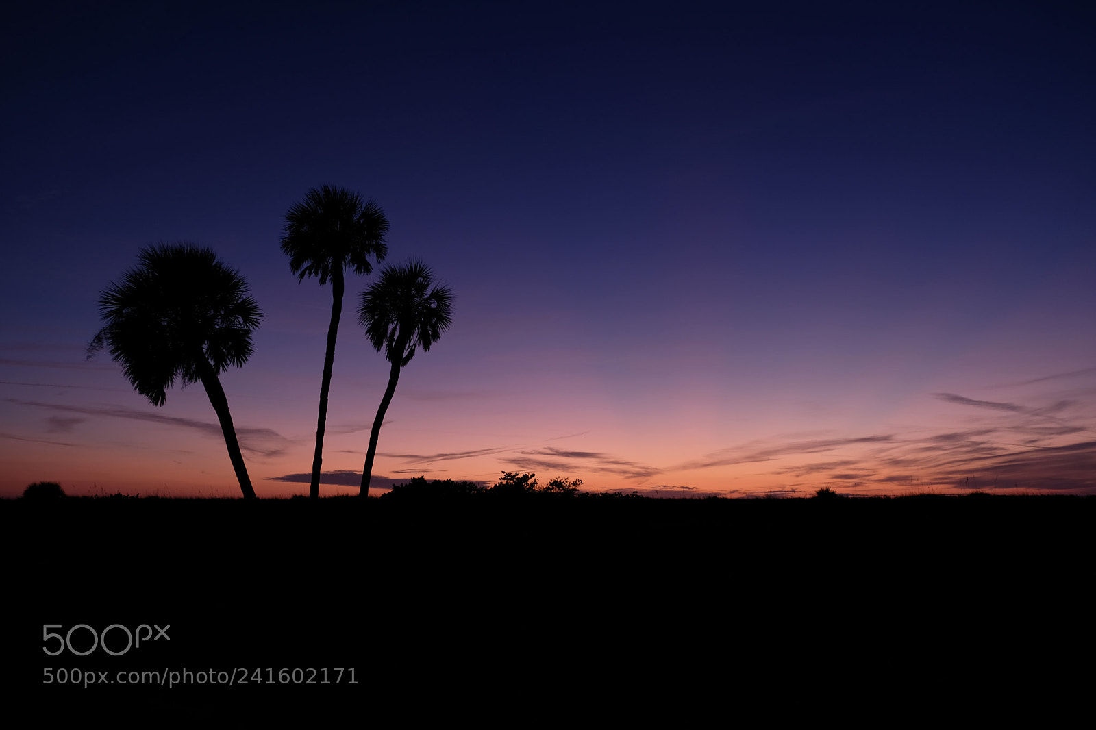 Fujifilm X-E3 sample photo. Palm trees with purple photography