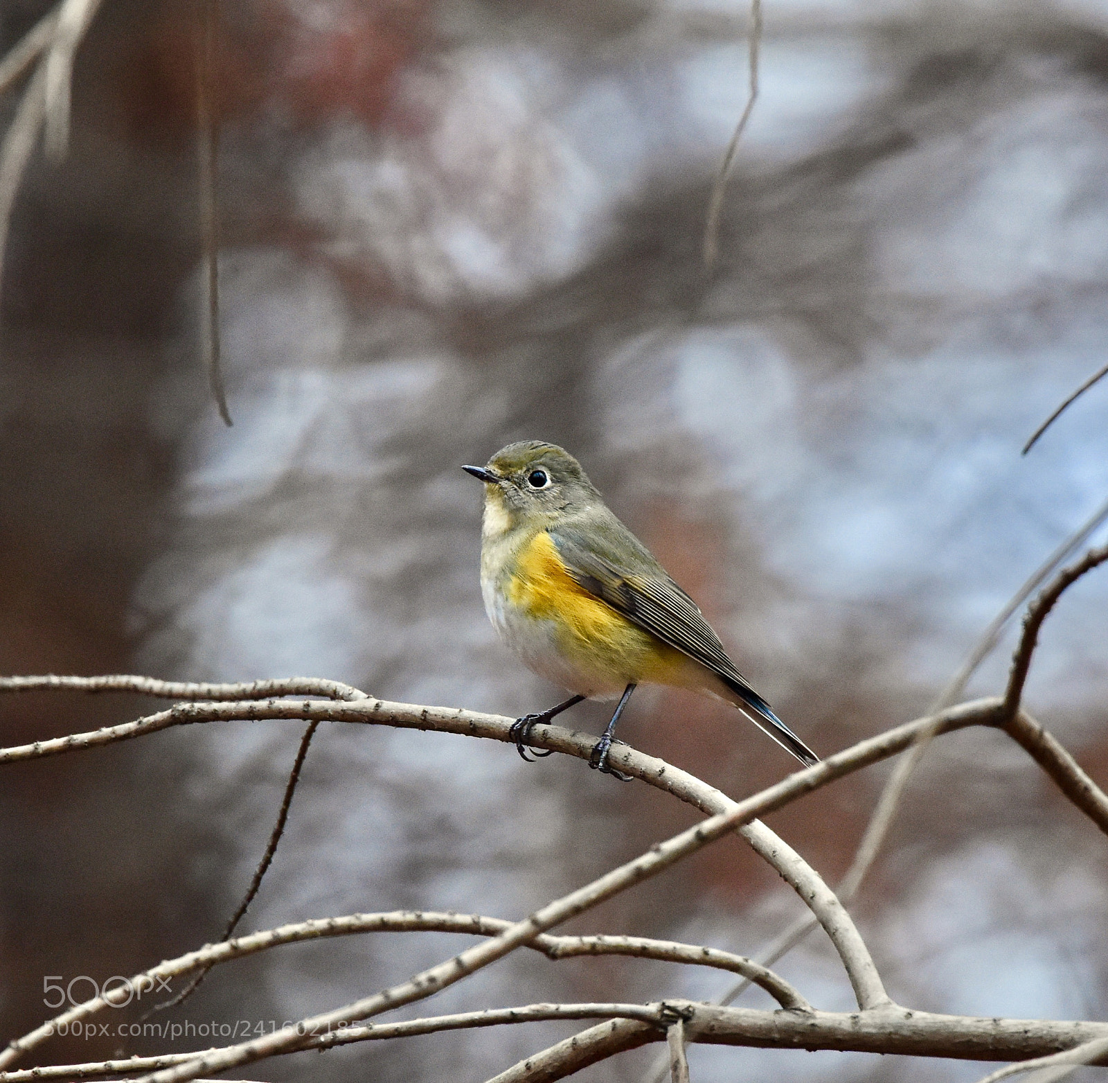 Nikon D7200 sample photo. Hi morning！ photography