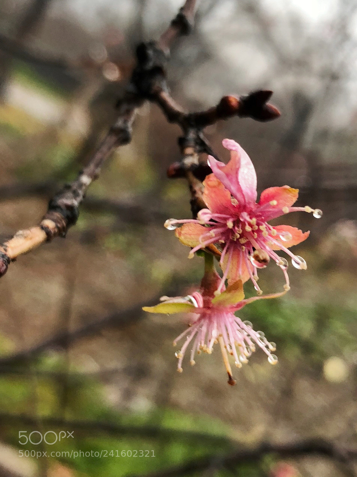 Apple iPhone X sample photo. Untitled photography