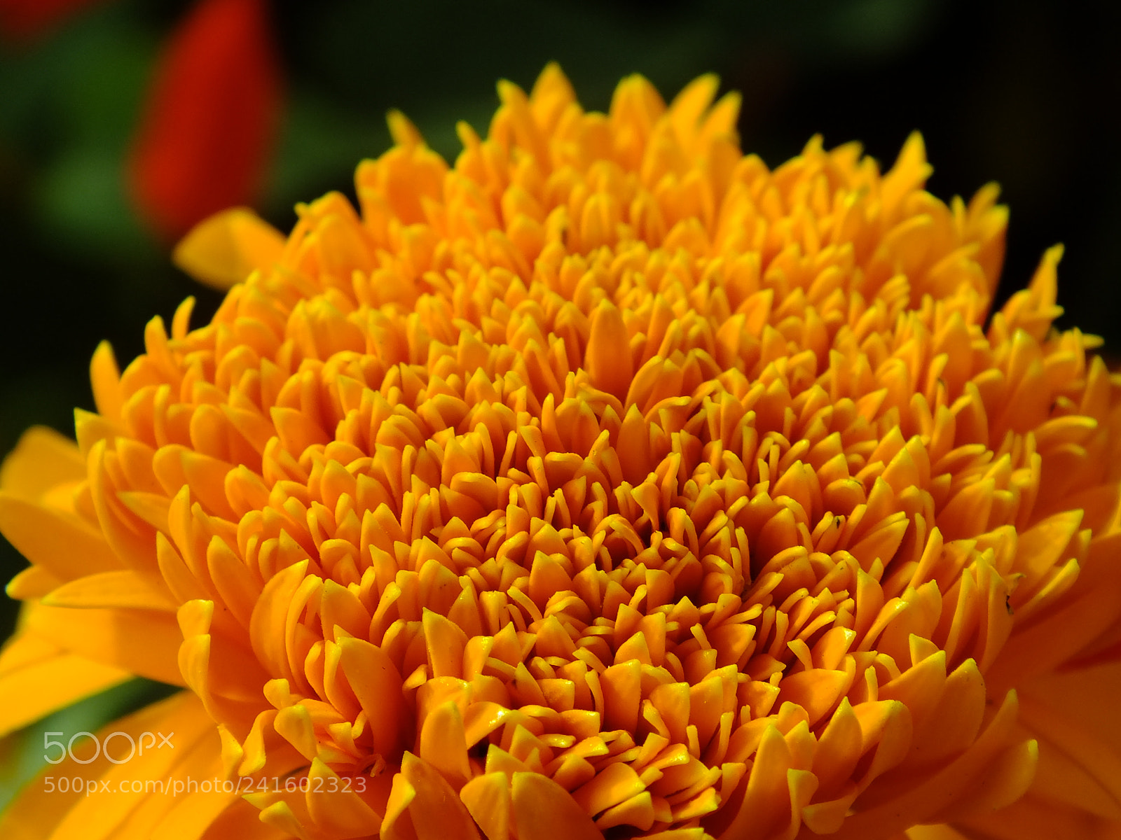Fujifilm FinePix HS30EXR sample photo. Flowers photography