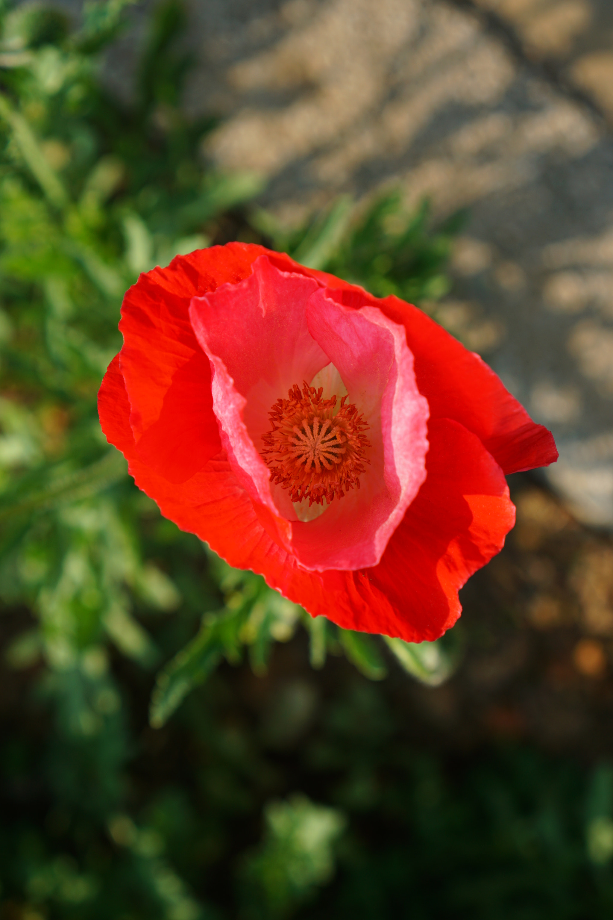 Sony a5100 + Sony E 35mm F1.8 OSS sample photo. Papaver rhoeas, red photography