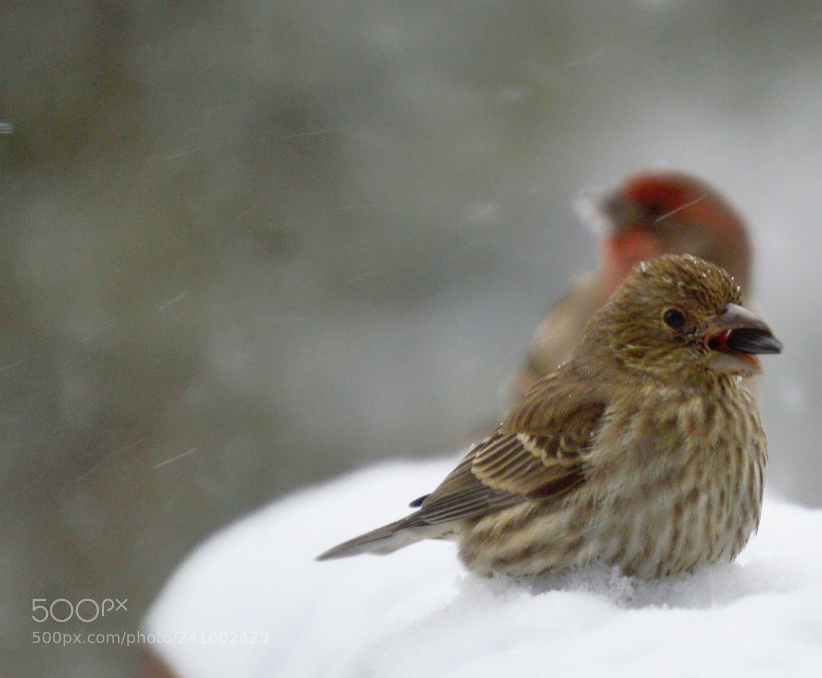 Nikon D3200 sample photo. Snow birds. photography