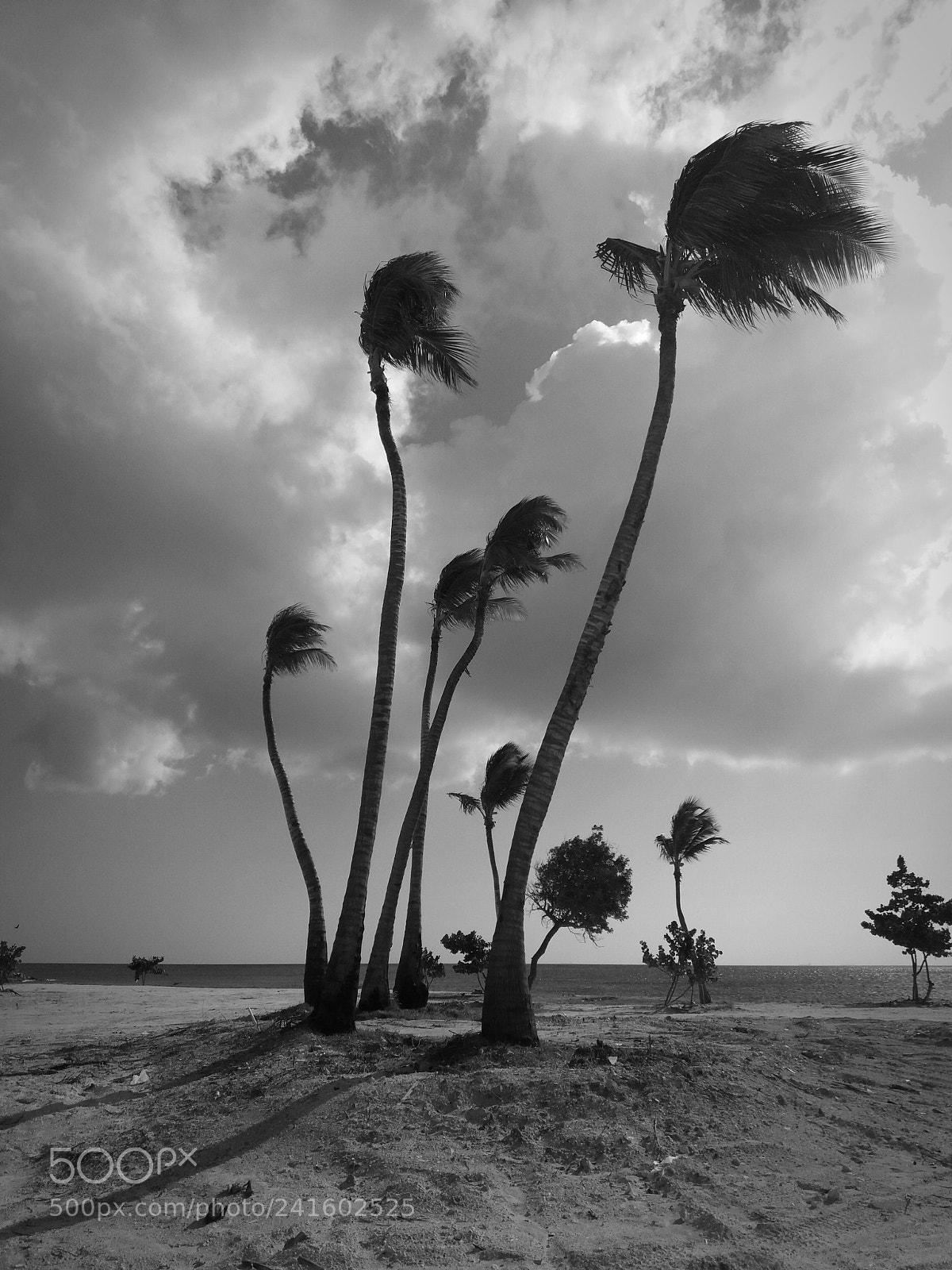 Samsung Galaxy J5(2016) sample photo. Palm silhouettes photography