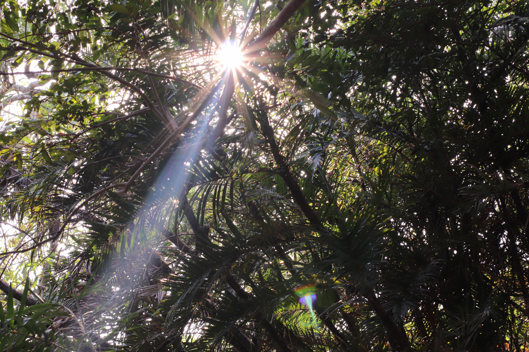Canon 50mm sample photo. Light ray photography