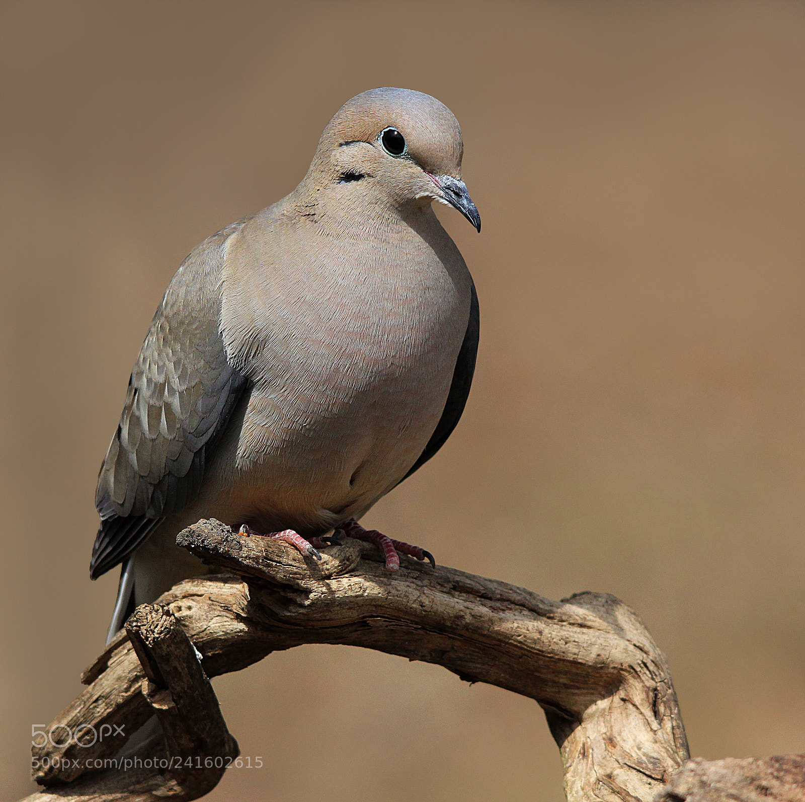 Canon EOS 500D (EOS Rebel T1i / EOS Kiss X3) sample photo. Dove on branch photography