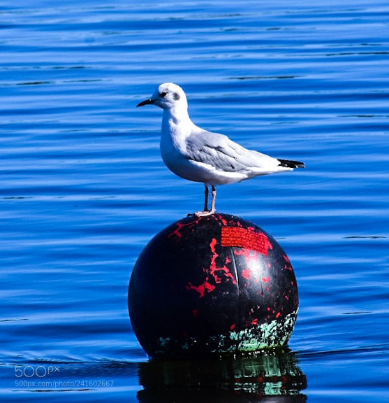 Nikon D7200 sample photo. Untitled photography