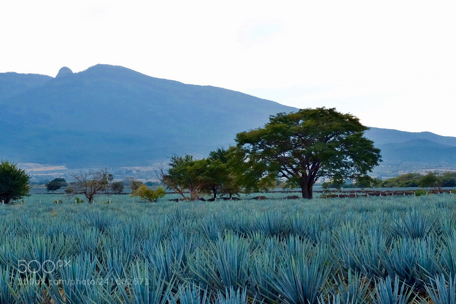 Fujifilm X100F sample photo. Tequila photography