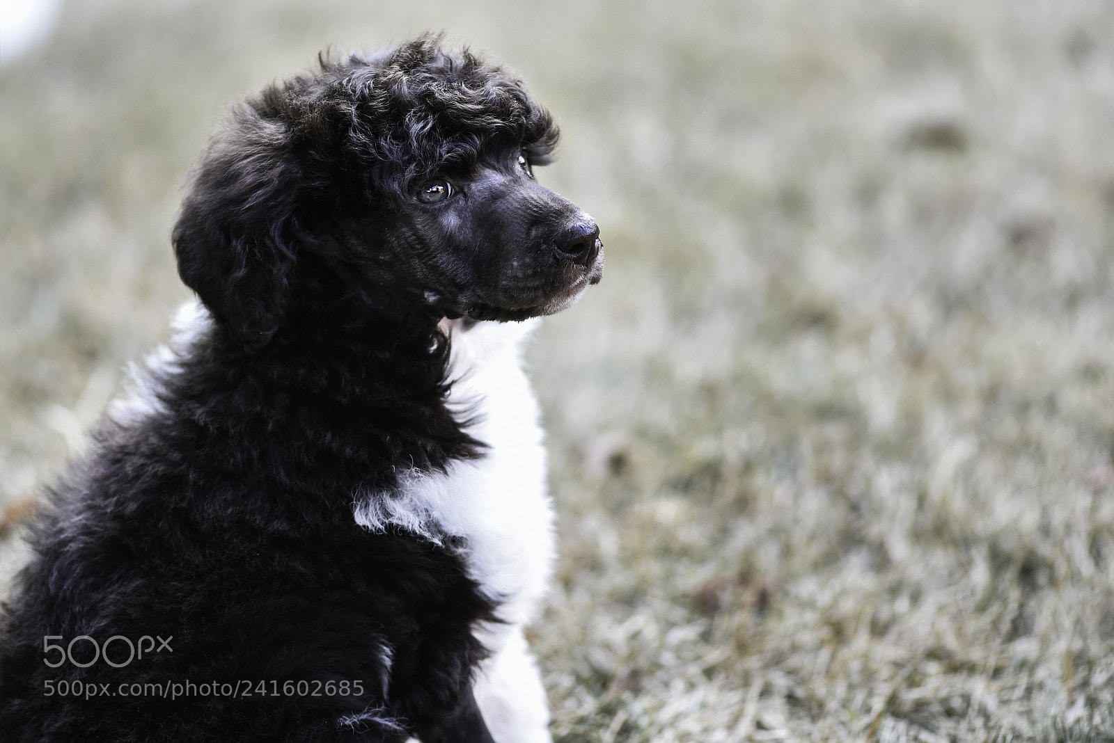 Nikon D810 sample photo. Bogie photography