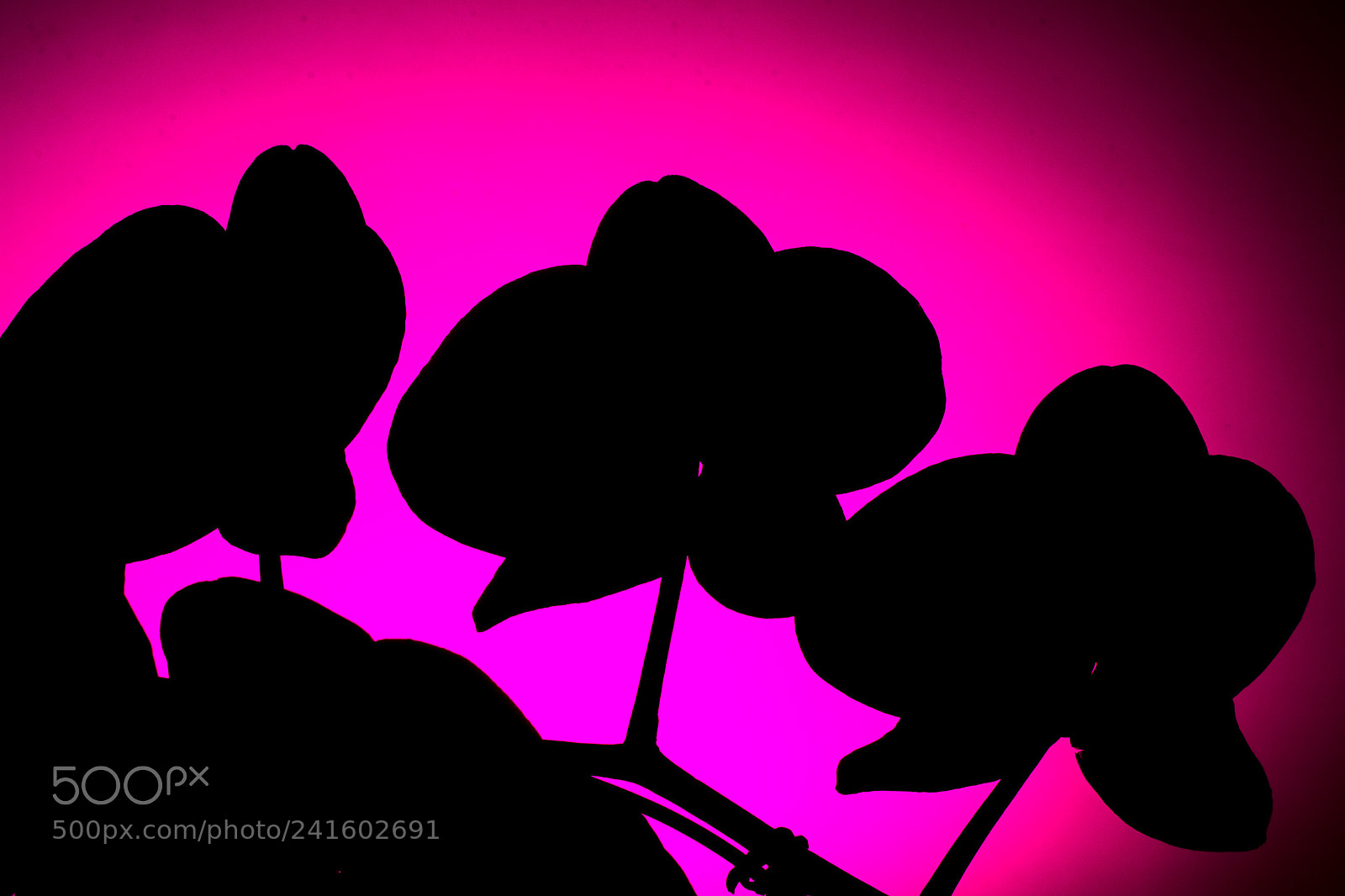 Nikon D7200 sample photo. Pink flower photography