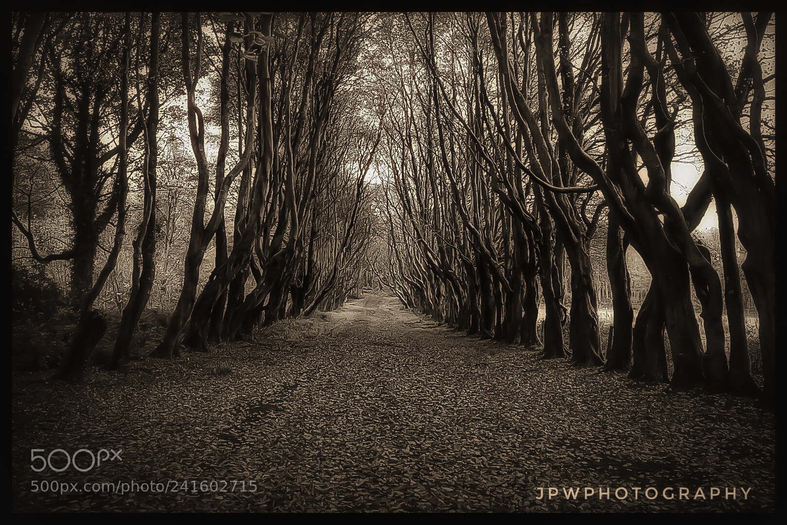 Nikon D7200 sample photo. Through the woods photography