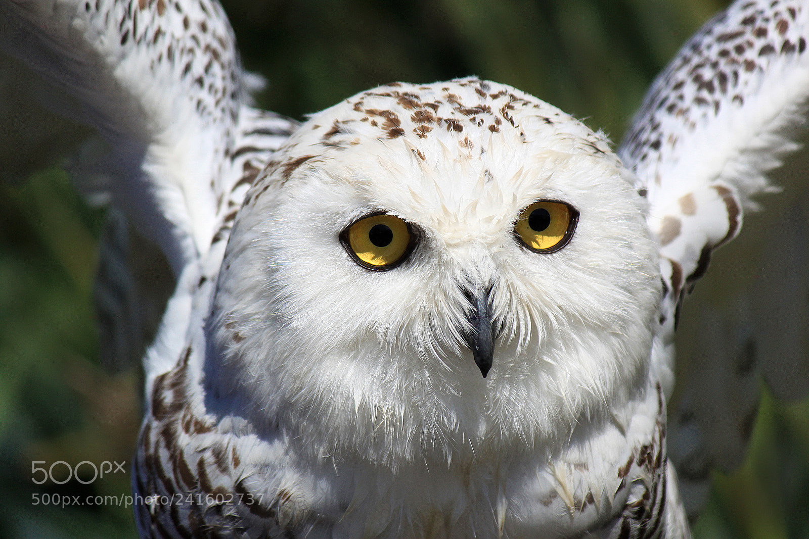 Canon EOS 500D (EOS Rebel T1i / EOS Kiss X3) sample photo. Snowy owl photography