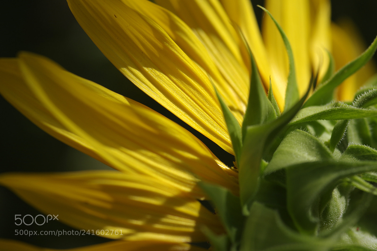 Pentax K-3 sample photo. Ajpg photography