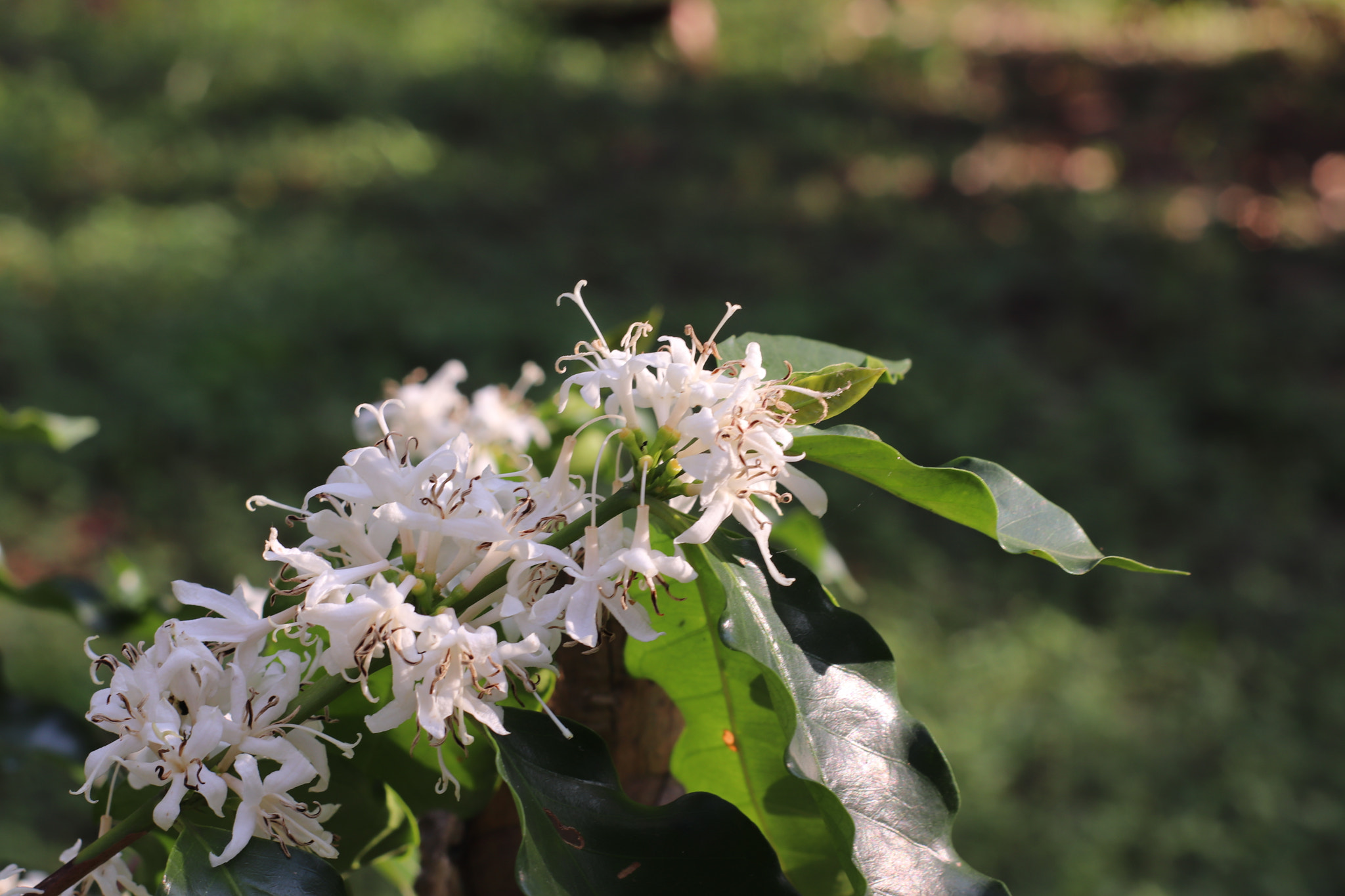 Canon 50mm sample photo. Coffe tree flower photography