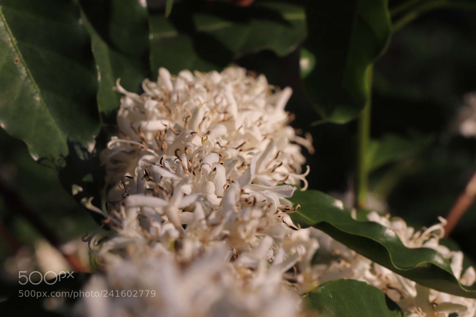 Canon EOS 77D (EOS 9000D / EOS 770D) sample photo. Coffe tree flower photography