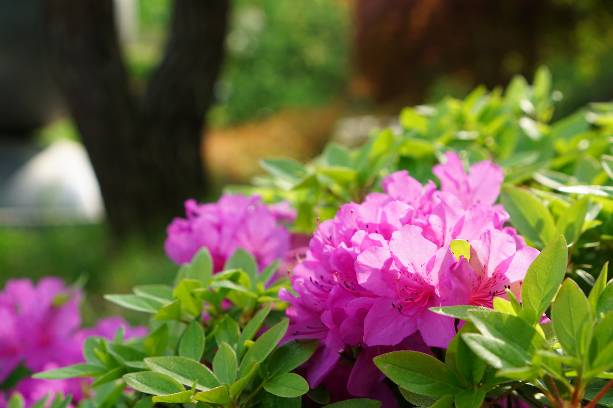 Sony a5100 + Sony E 35mm F1.8 OSS sample photo. Rhododendron indicum photography