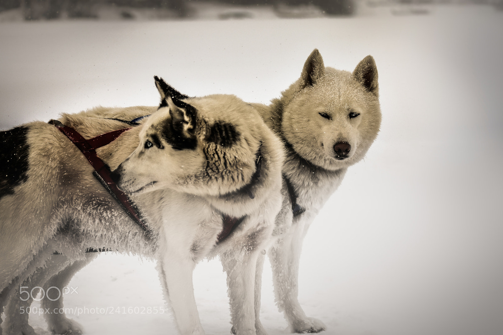 Nikon D3400 sample photo. Husky photography