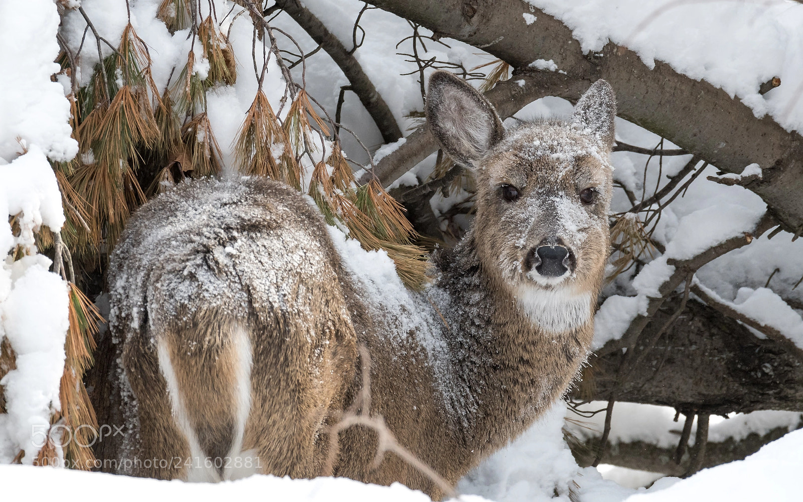 Nikon D500 sample photo. Frozen photography