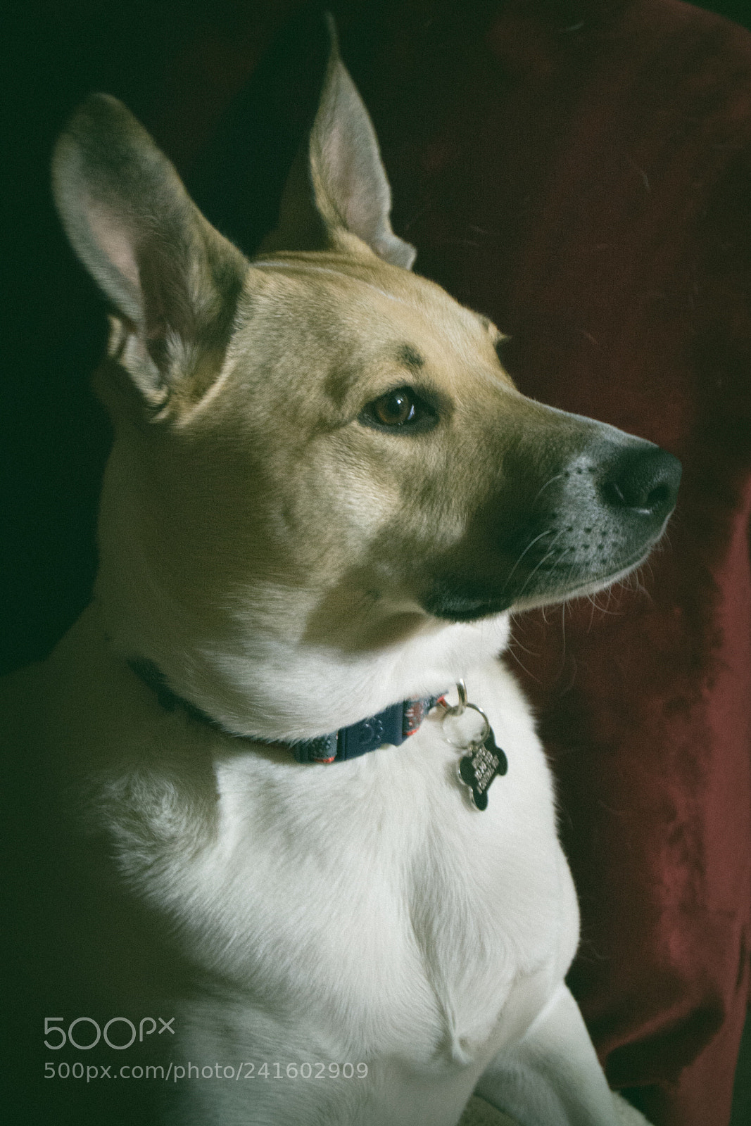 Nikon D7100 sample photo. Winston photography