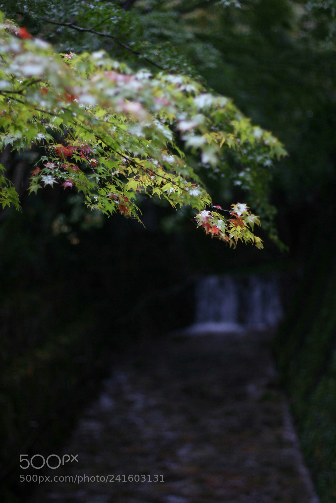 Canon EOS 550D (EOS Rebel T2i / EOS Kiss X4) sample photo. Singing after the rain photography
