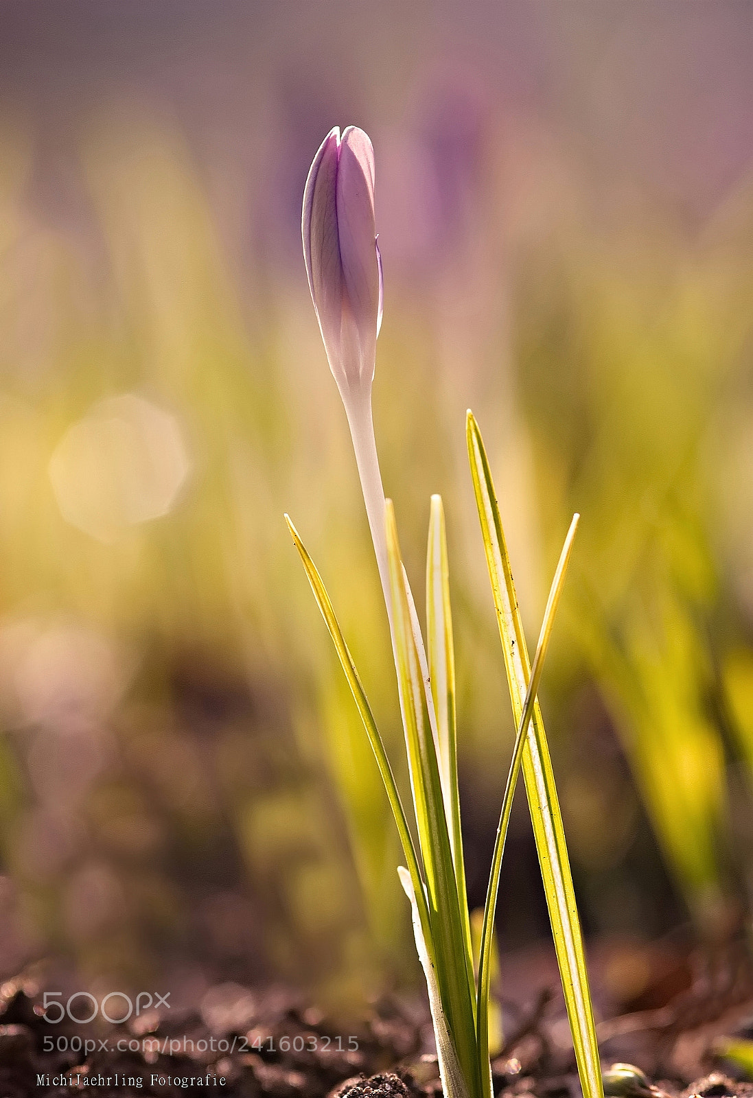 Nikon D80 sample photo. I wish spring to photography