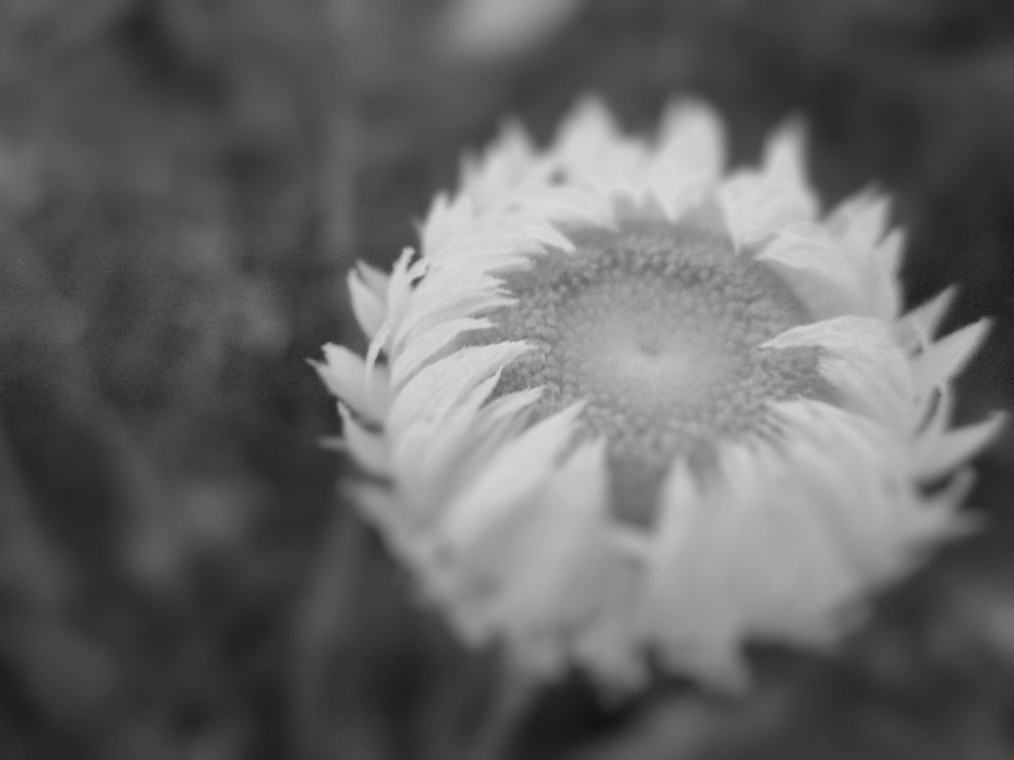 Canon IXUS 185 sample photo. Wild daisy photography